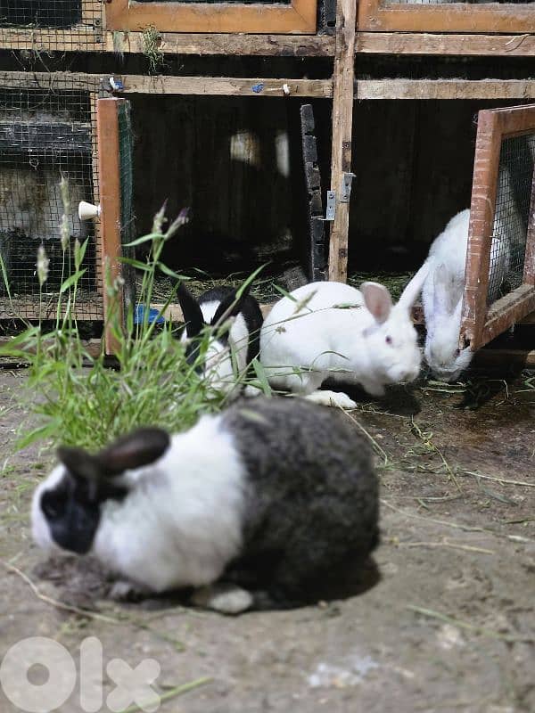 rabbits/ارانب 13