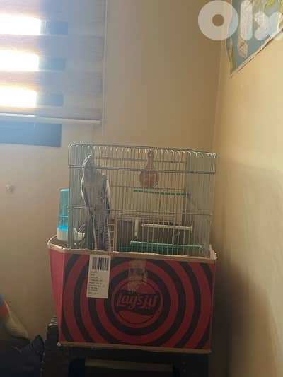 cockatiel حبشي