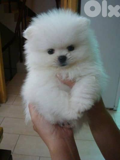 Pomeranian male and female full white 70993656