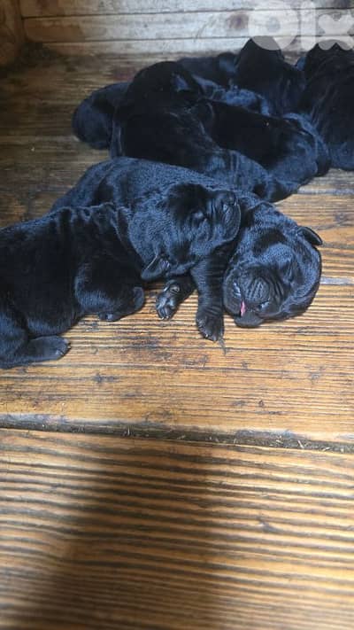 cane corso