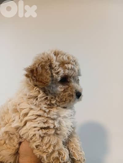 Maltipoo female for sale