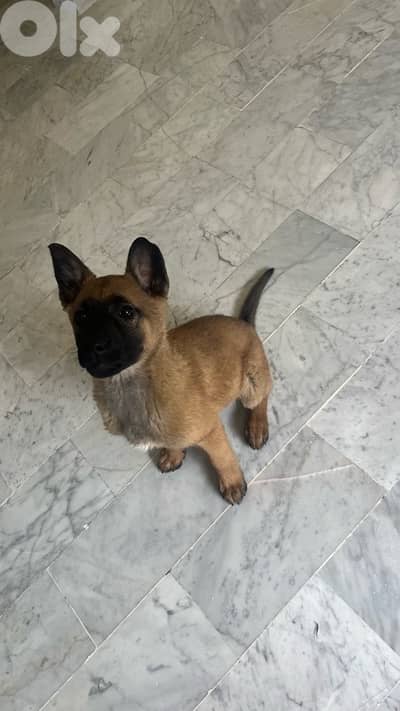 Malinois