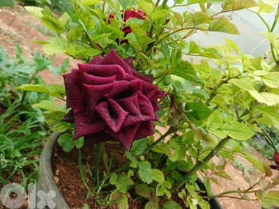 بعلبك