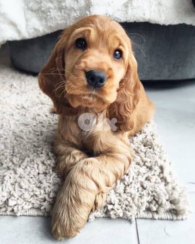 Cocker Spaniel Puppies [dog كلاب]
