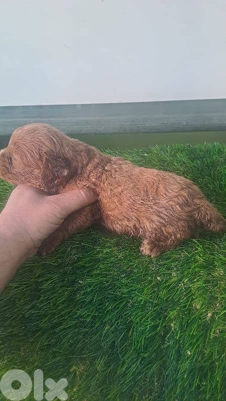 dog maltipoo toy 2