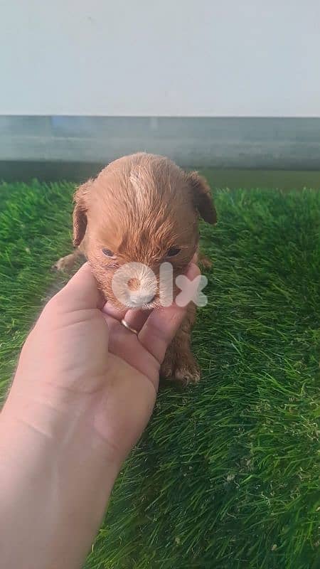 dog maltipoo toy 3