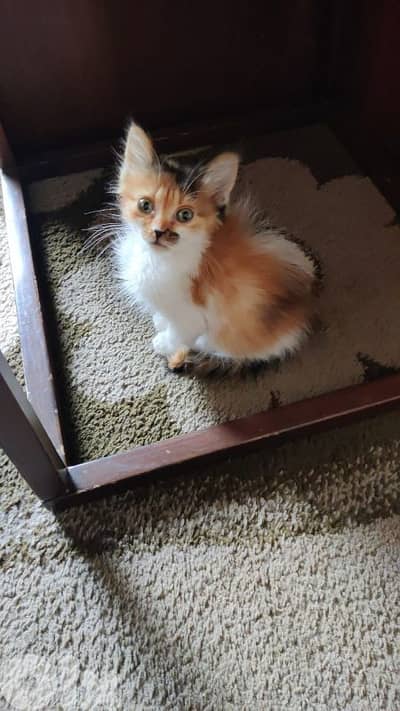 kitten for adoption