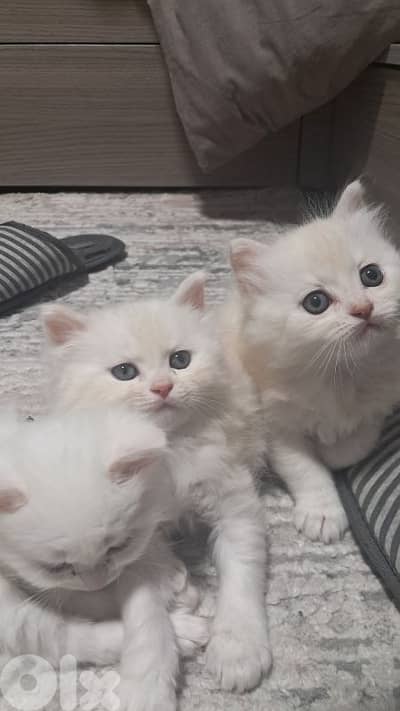 male& female  kitten long hair britishdad& mom himalayen