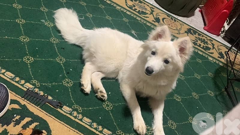 swiss shepherd 1