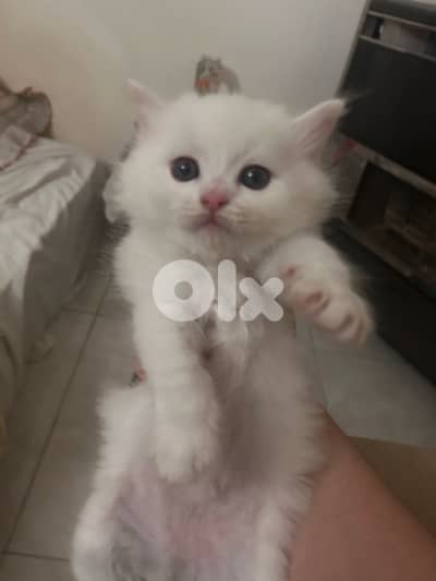 small white male kitten british long-hair kitten