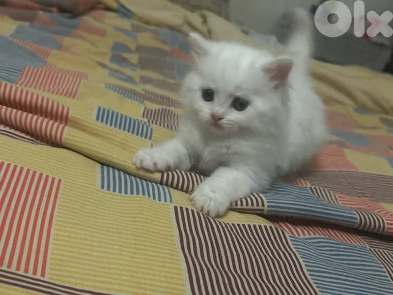 small white male kitten british long-hair kitten 1