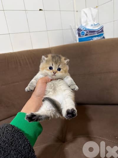 Golden chinchilla