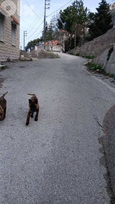 Belgian Malinois Puppies for Sale – Fully Vaccinated Urgent Sale