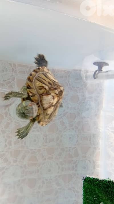 Turtle for sale