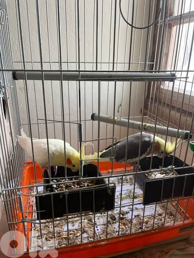 cockatiel