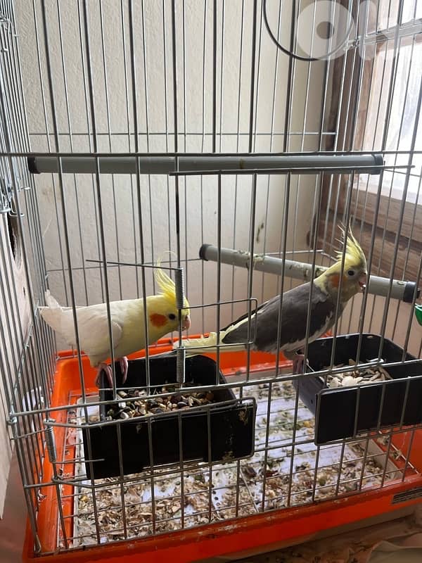 cockatiel 2