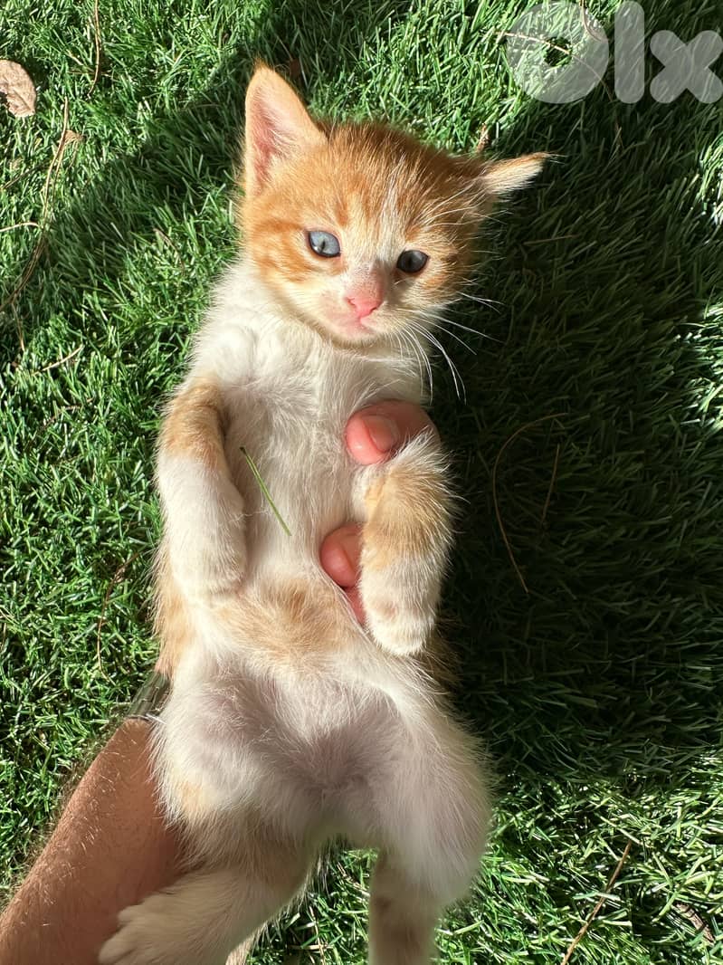 Kittens to adopt 1