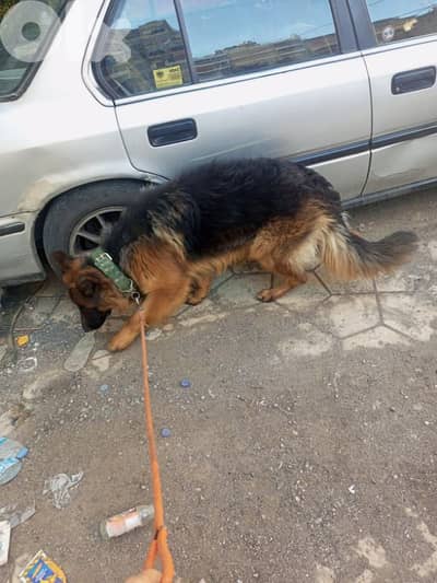 german shepherd