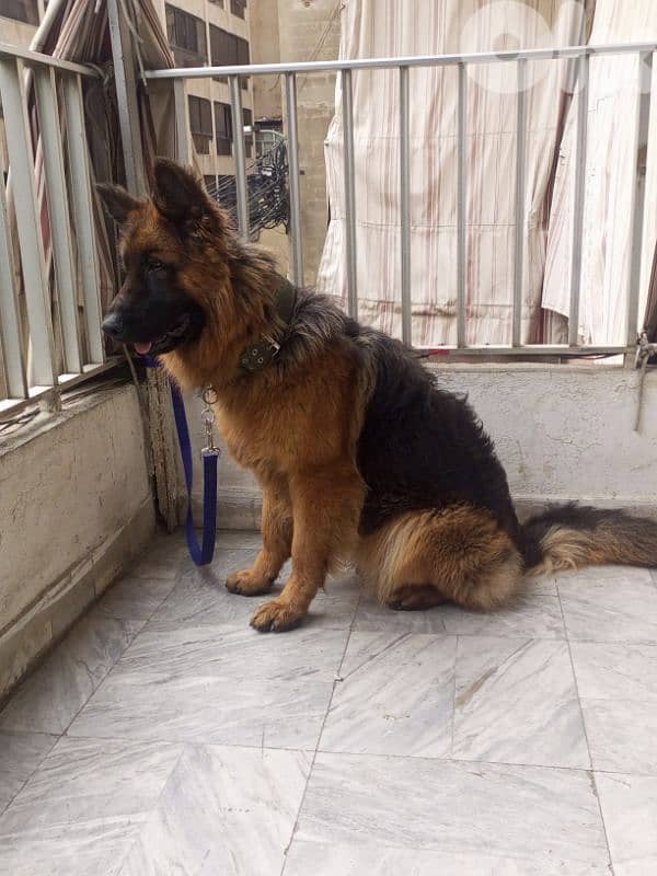 german shepherd 1
