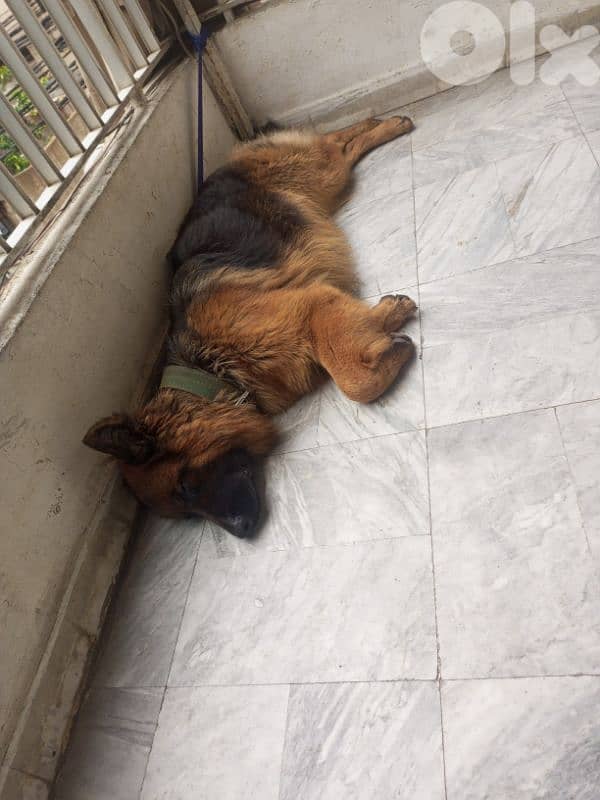 german shepherd 2