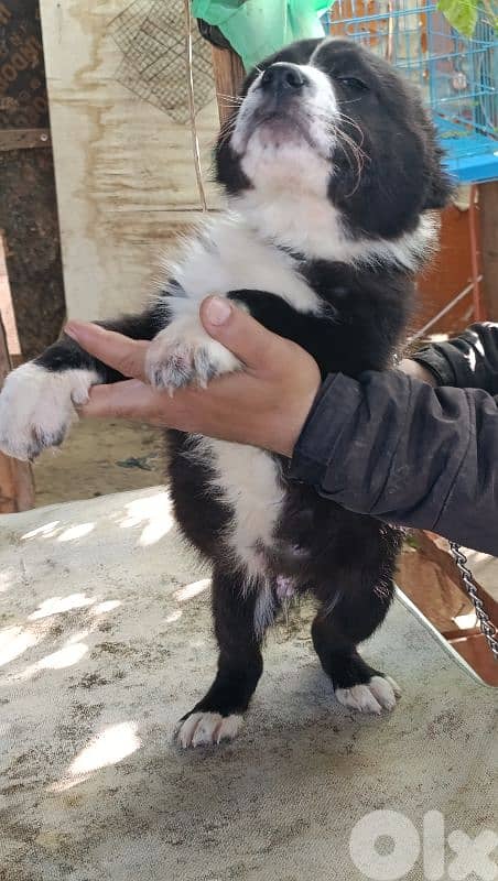 alabai giant size 2