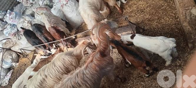 تنورين