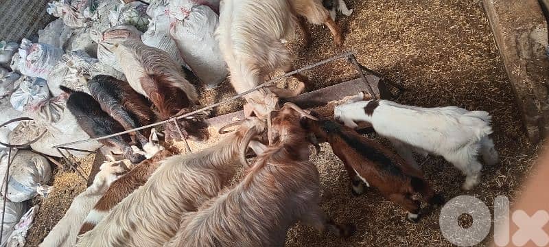 تنورين 2