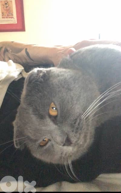 cute male Scottish Fold 18 months neutered