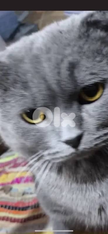 cute male Scottish Fold 18 months neutered 3