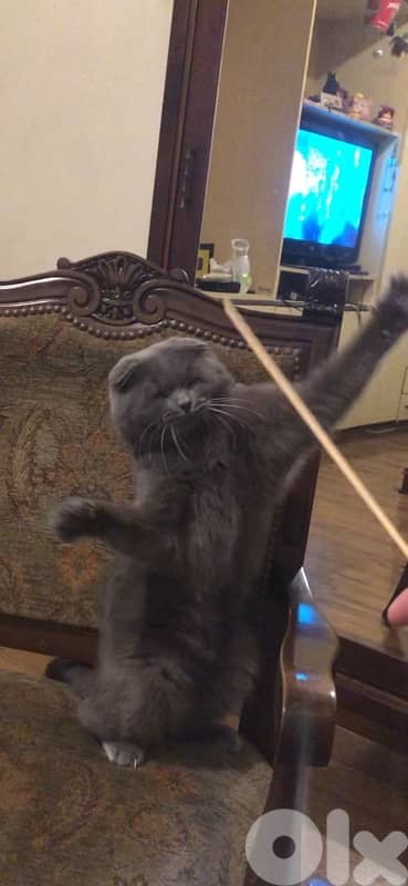 cute male Scottish Fold 18 months neutered 1