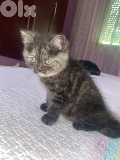 persian kitten