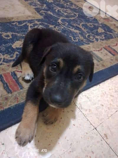puppy rottweiler