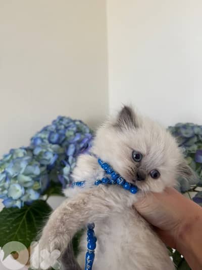 Himalayan,Persian ,Scottish fold kittens