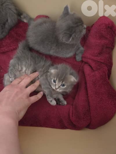 kitten