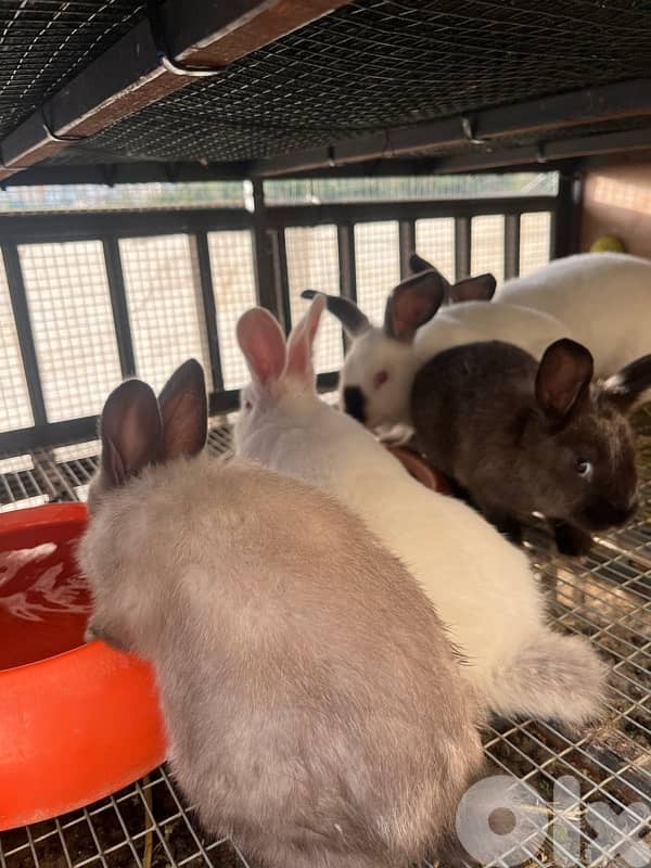 Rabbits for sale American sable &California for info 03/633417 1