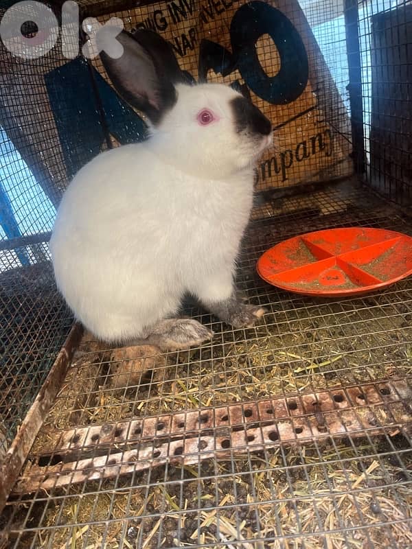 Rabbits for sale American sable &California for info 03/633417 4
