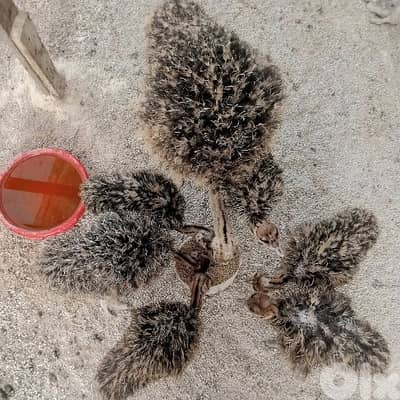 ببنين عكار