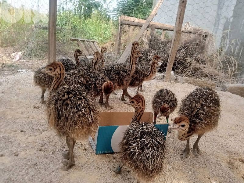 ببنين عكار 5