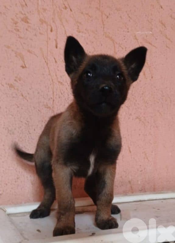 Belgian malinois for (pure) 1
