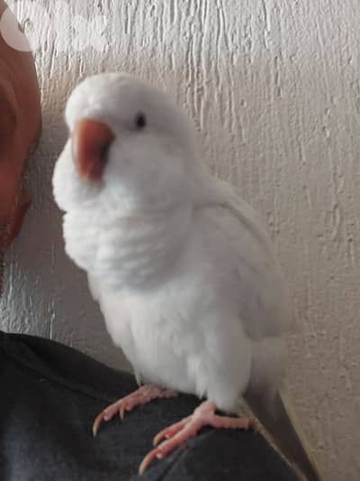Quaker Parrot