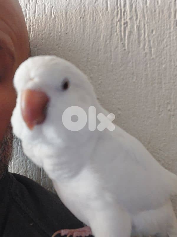 Quaker Parrot 3