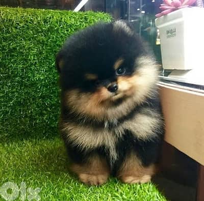 Cutest Black & tan Pomeranian Teacup Teddy Bear Face