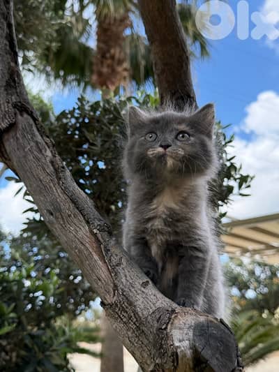 British Kitten 100$
