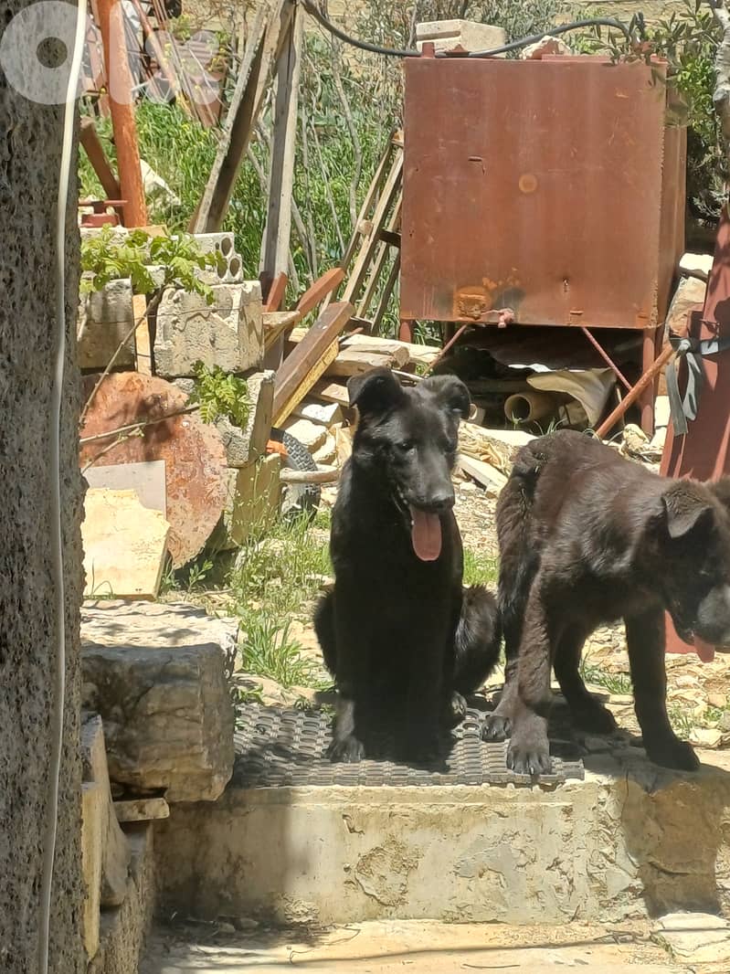 black german shepherd 2