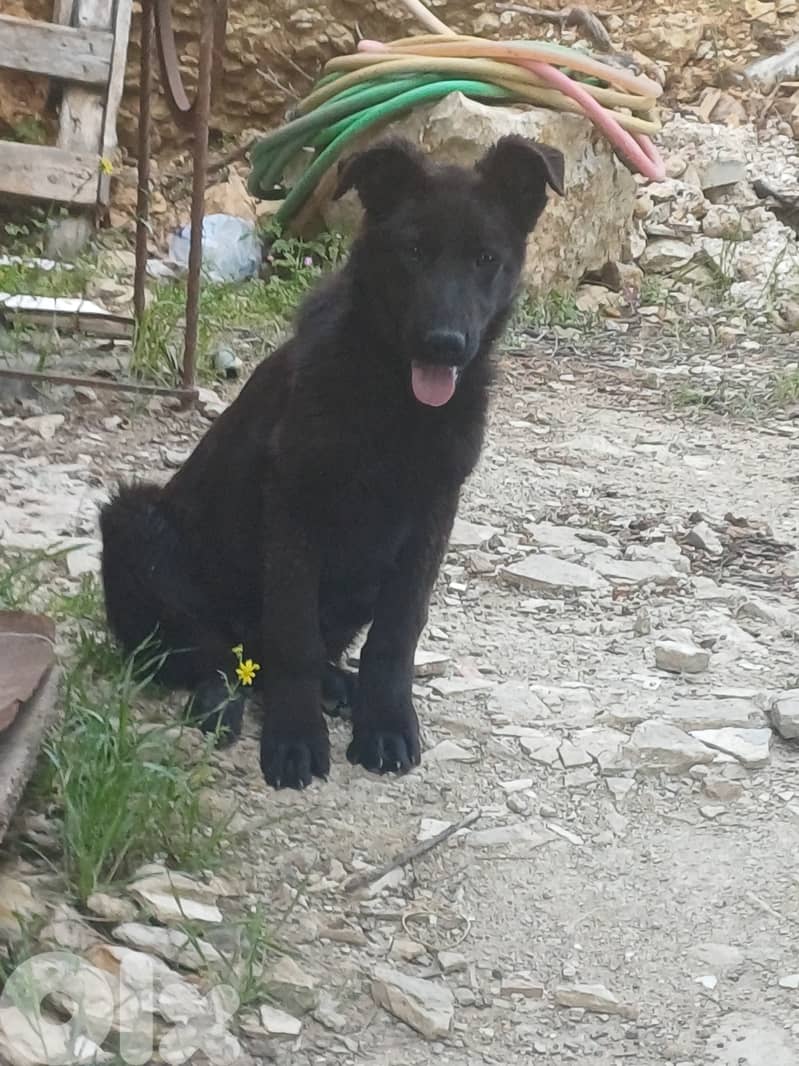 black german shepherd 4