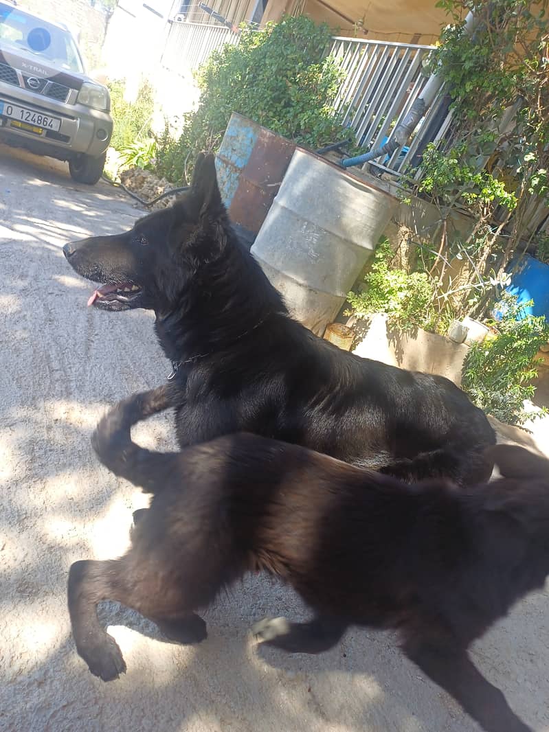 black german shepherd 5
