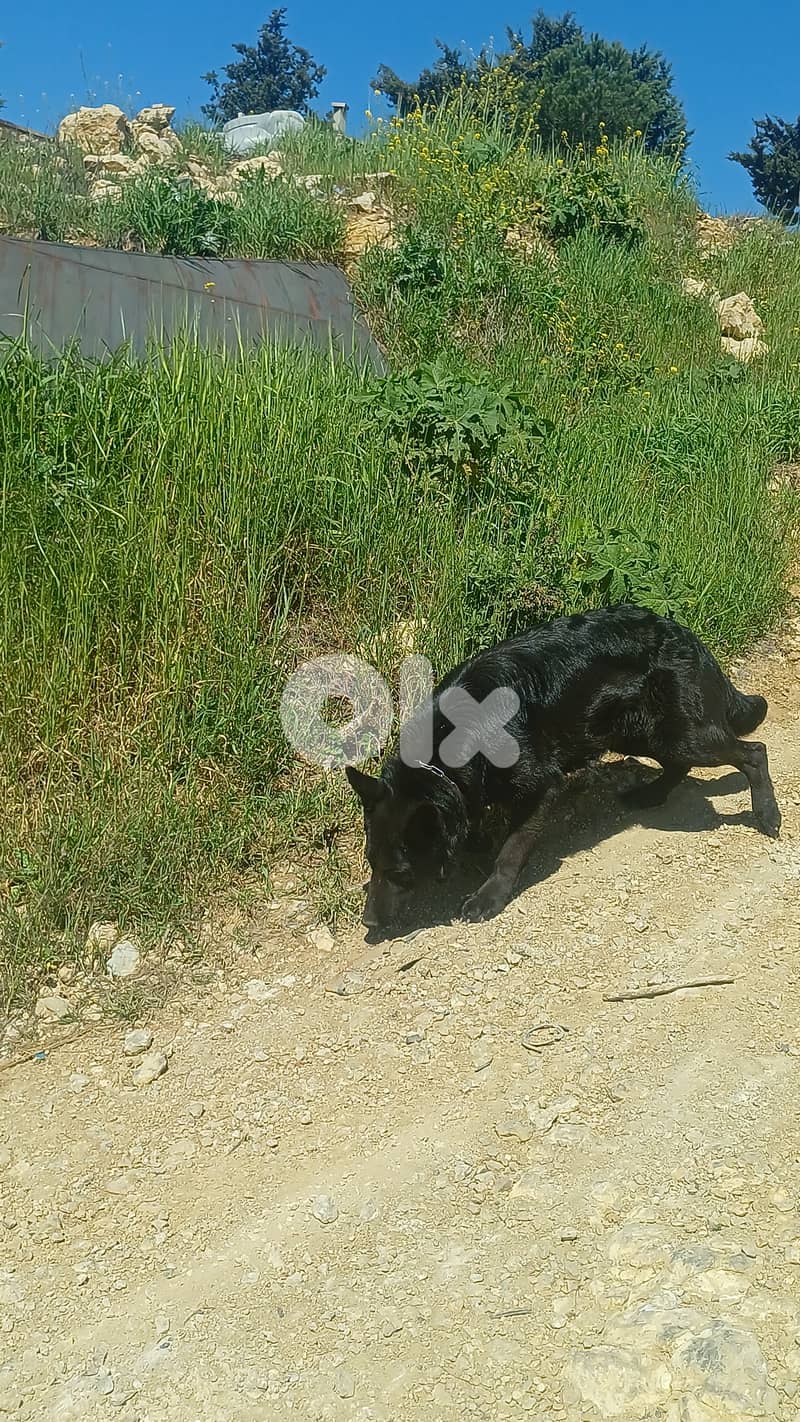 black german shepherd 6