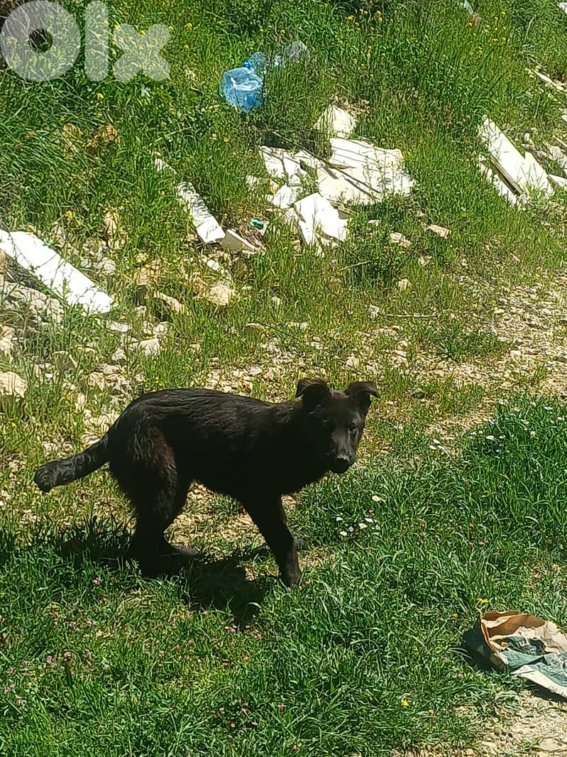 black german shepherd 7
