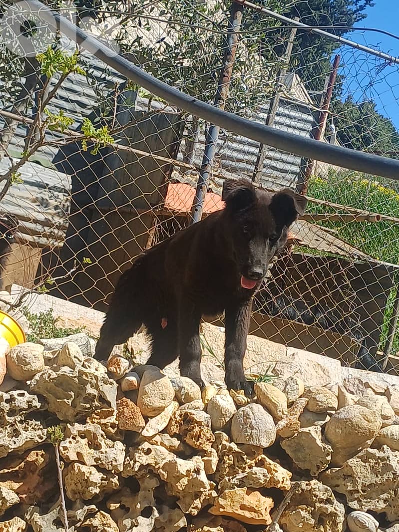 black german shepherd 8