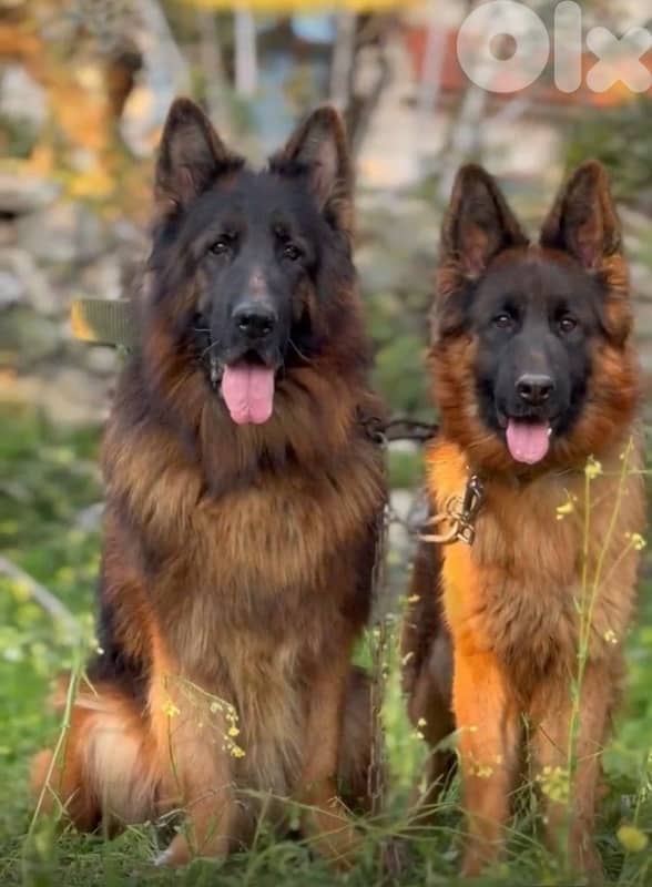 German Shepherd 2
